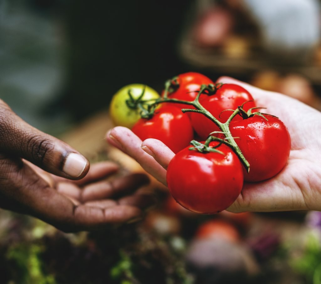 Closeup of hand holding tomato