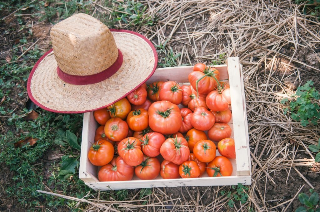 Fresh organic tomatoes
