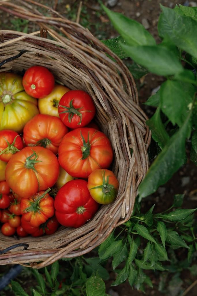 tomatoes-in-a-basket-28039617
